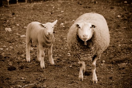 Fotografia de JUANSAN - Galeria Fotografica: ojeando el mundo - Foto: NORIT Y MAMA