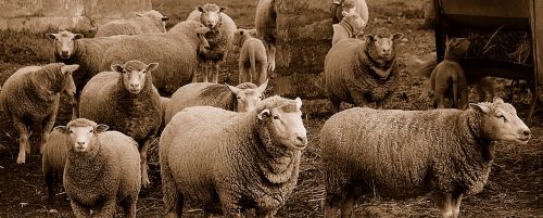 Fotografia de JUANSAN - Galeria Fotografica: ojeando el mundo - Foto: EL SILENCIO DE LOS CORDEROS