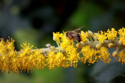 Fotografia de TATHAN NOVOA - Galeria Fotografica: FLORA - Foto: 