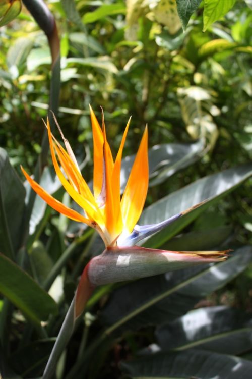 Fotografia de TATHAN NOVOA - Galeria Fotografica: FLORA - Foto: 