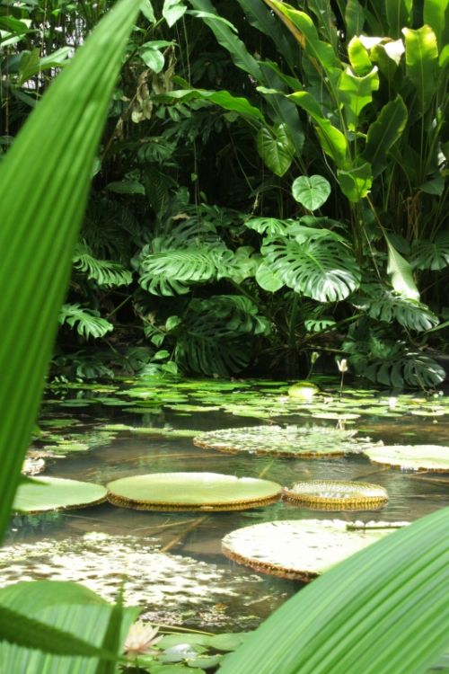 Fotografia de TATHAN NOVOA - Galeria Fotografica: FLORA - Foto: 