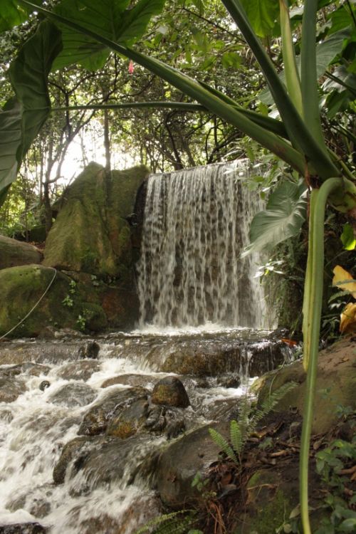 Fotografia de TATHAN NOVOA - Galeria Fotografica: FLORA - Foto: 