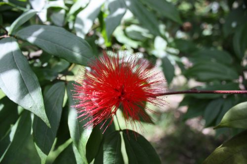 Fotografia de TATHAN NOVOA - Galeria Fotografica: FLORA - Foto: 