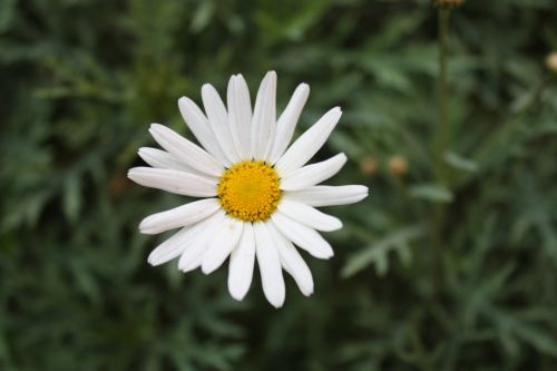 Fotografia de TATHAN NOVOA - Galeria Fotografica: FLORA - Foto: 