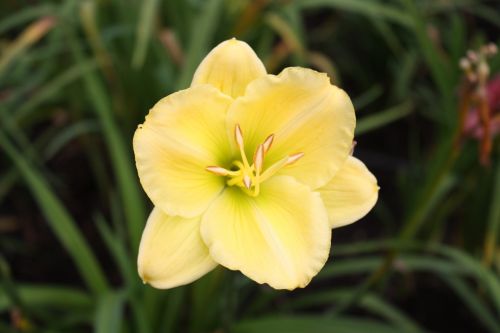 Fotografia de TATHAN NOVOA - Galeria Fotografica: FLORA - Foto: 