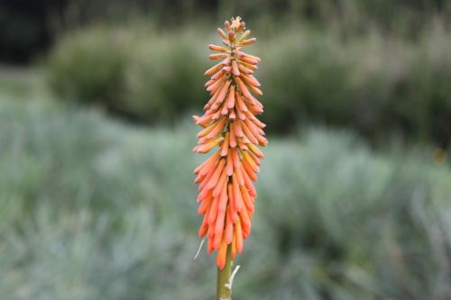 Fotografia de TATHAN NOVOA - Galeria Fotografica: FLORA - Foto: 