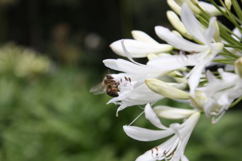 Fotografia de TATHAN NOVOA - Galeria Fotografica: FLORA - Foto: 