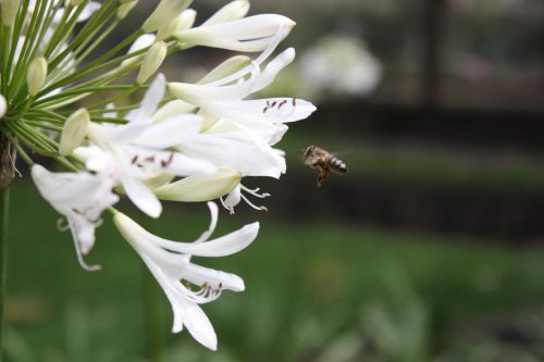 Fotografia de TATHAN NOVOA - Galeria Fotografica: FLORA - Foto: 