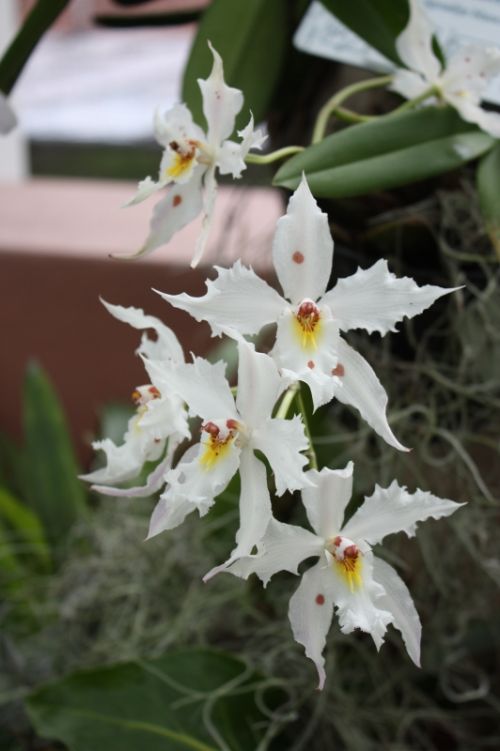 Fotografia de TATHAN NOVOA - Galeria Fotografica: FLORA - Foto: 