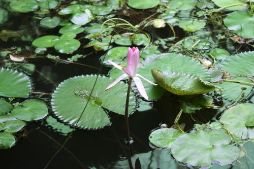 Fotografia de TATHAN NOVOA - Galeria Fotografica: FLORA - Foto: 