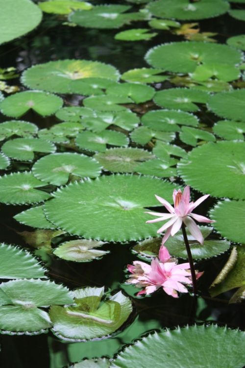 Fotografia de TATHAN NOVOA - Galeria Fotografica: FLORA - Foto: 