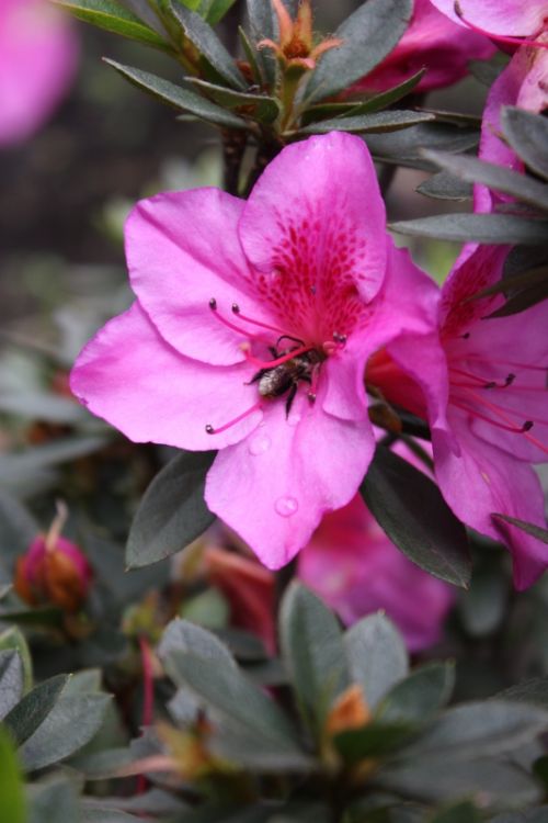 Fotografia de TATHAN NOVOA - Galeria Fotografica: FLORA - Foto: 