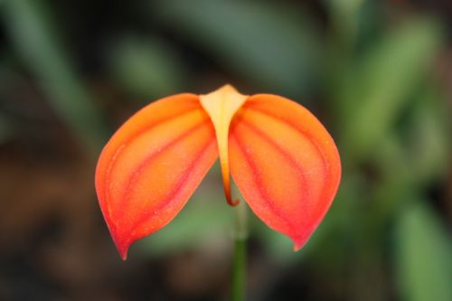 Fotografia de TATHAN NOVOA - Galeria Fotografica: FLORA - Foto: 