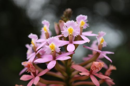 Fotografia de TATHAN NOVOA - Galeria Fotografica: FLORA - Foto: 