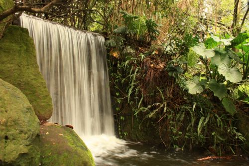 Fotografia de TATHAN NOVOA - Galeria Fotografica: FLORA - Foto: 