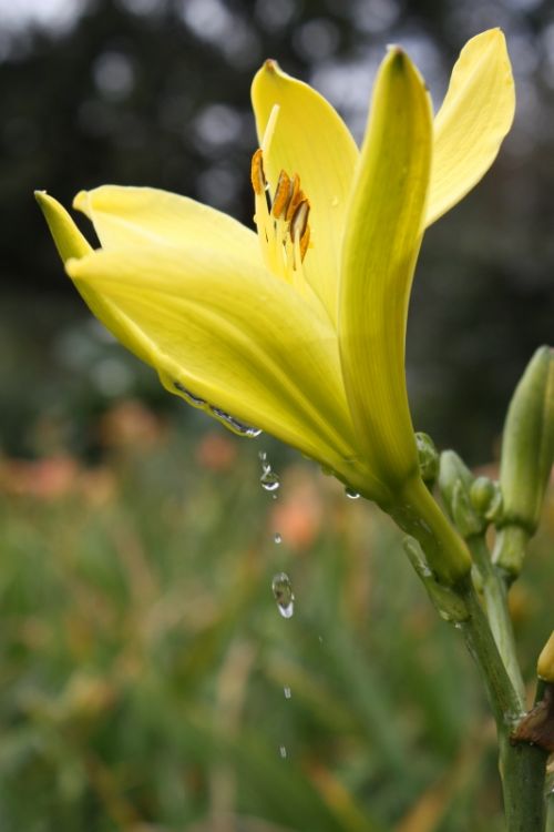 Fotografia de TATHAN NOVOA - Galeria Fotografica: FLORA - Foto: 