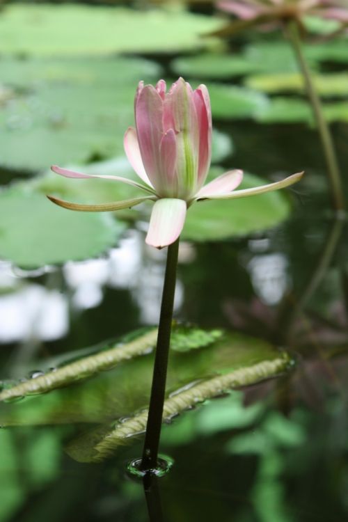 Fotografia de TATHAN NOVOA - Galeria Fotografica: FLORA - Foto: 