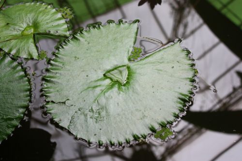 Fotografia de TATHAN NOVOA - Galeria Fotografica: FLORA - Foto: 