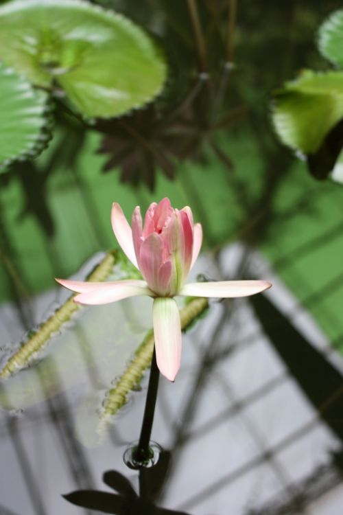 Fotografia de TATHAN NOVOA - Galeria Fotografica: FLORA - Foto: 