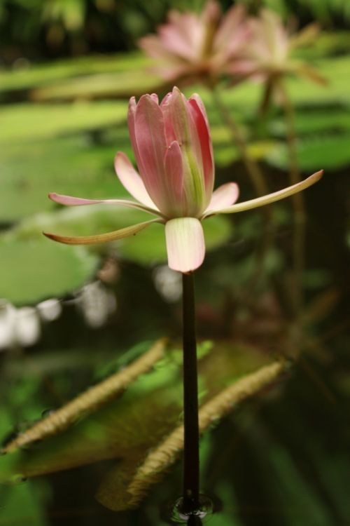 Fotografia de TATHAN NOVOA - Galeria Fotografica: FLORA - Foto: 