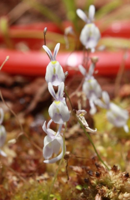 Fotografia de TATHAN NOVOA - Galeria Fotografica: FLORA - Foto: 