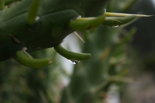 Fotografia de TATHAN NOVOA - Galeria Fotografica: FLORA - Foto: 