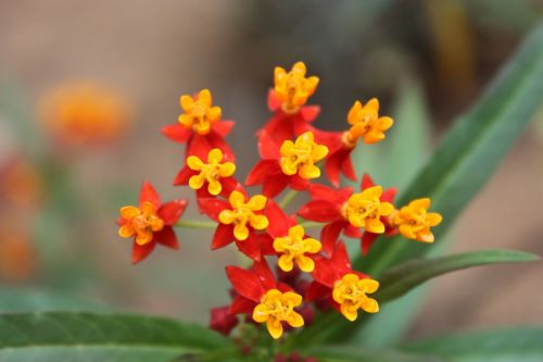 Fotografia de TATHAN NOVOA - Galeria Fotografica: FLORA - Foto: 