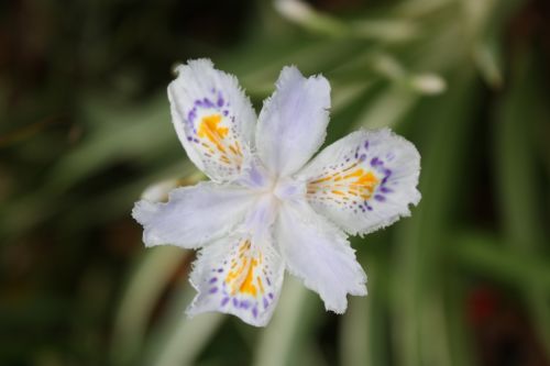 Fotografia de TATHAN NOVOA - Galeria Fotografica: FLORA - Foto: 