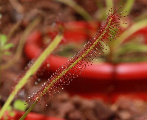 Fotografia de TATHAN NOVOA - Galeria Fotografica: FLORA - Foto: 