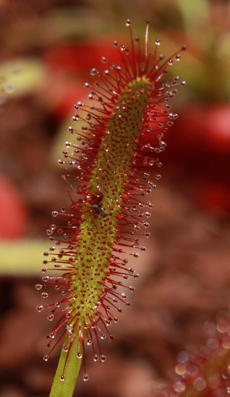 Fotografia de TATHAN NOVOA - Galeria Fotografica: FLORA - Foto: 