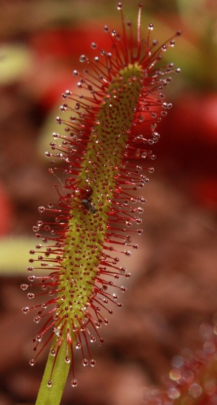 Fotografia de TATHAN NOVOA - Galeria Fotografica: FLORA - Foto: 