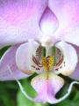 Fotos de natalia -  Foto: macro - orquidea