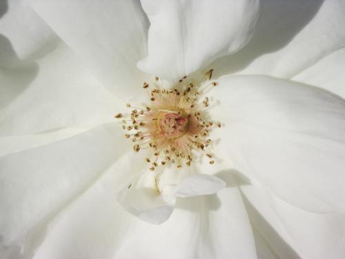 Fotografia de natalia - Galeria Fotografica: macro - Foto: flor blanca