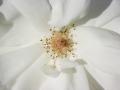 Fotos de natalia -  Foto: macro - flor blanca