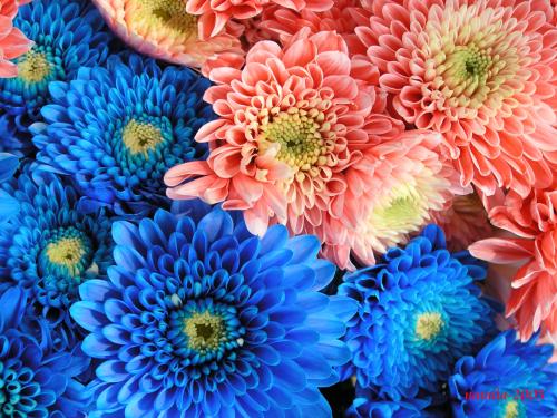 Fotografia de natalia - Galeria Fotografica: macro - Foto: flores