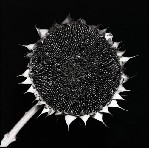 Fotografia de Luis Henriques - Galeria Fotografica: Paysages-Nature - Foto: 