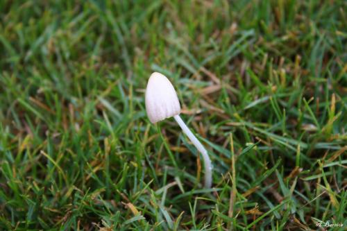 Fotografia de Espartaco - Galeria Fotografica: Mis pruebas - Foto: Hongos 2