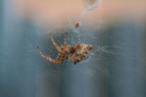 Fotografia de Espartaco - Galeria Fotografica: Mis pruebas - Foto: Ara�a