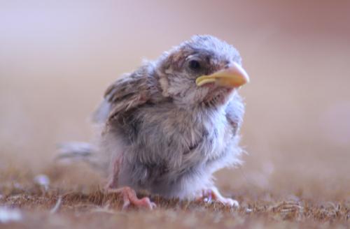 Fotografia de Espartaco - Galeria Fotografica: Mis pruebas - Foto: Cria de gorrion