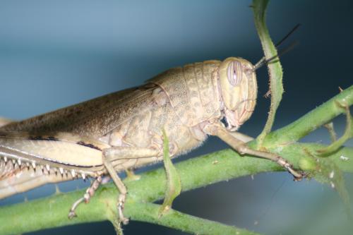 Fotografia de Espartaco - Galeria Fotografica: Mis pruebas - Foto: Saltamontes