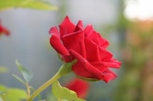 Fotografia de Espartaco - Galeria Fotografica: Mis pruebas - Foto: Rosa 2