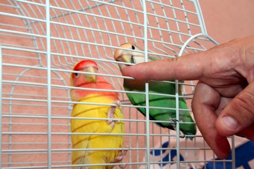 Fotografia de Espartaco - Galeria Fotografica: Mis pruebas - Foto: Inseparables