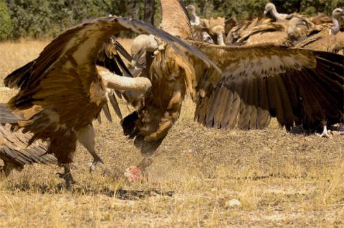 Fotografia de Alberto - Galeria Fotografica: Buitres - Foto: Luchando