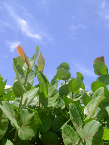 Fotografia de D albano - Galeria Fotografica: Sesin 0.1 - Foto: Entre hojas y aire