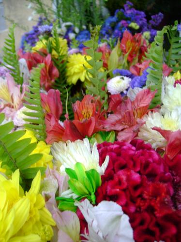 Fotografia de D albano - Galeria Fotografica: Sesin 0.2 - Foto: corales