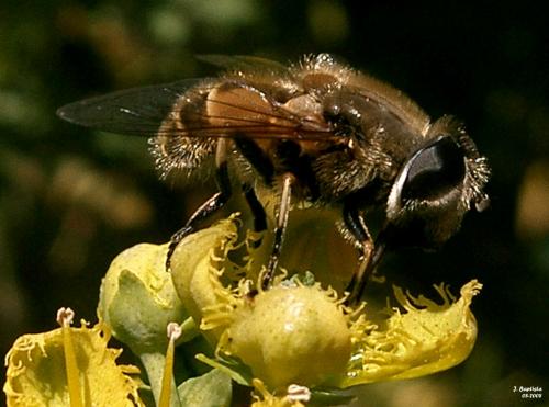 Fotografia de J.Baptista - Galeria Fotografica: Alg�nos visitantes de mi jard�n - Foto: Listo para alimentarse