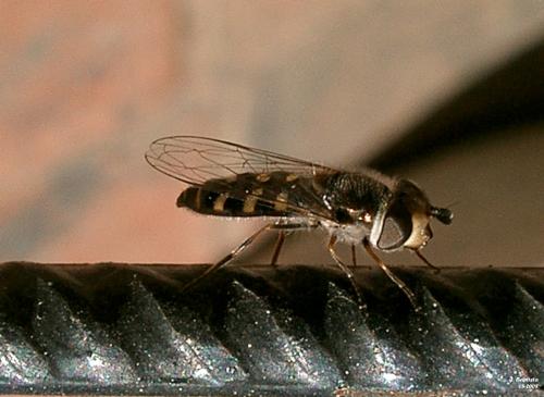 Fotografia de J.Baptista - Galeria Fotografica: Alg�nos visitantes de mi jard�n - Foto: Que peque�ito