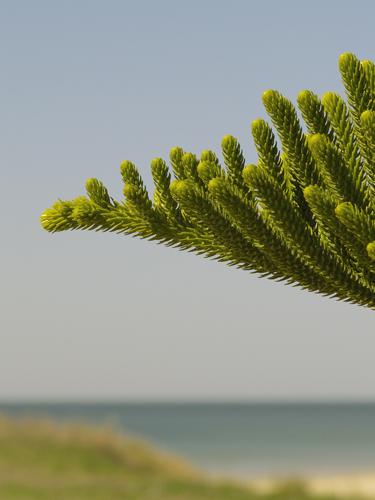 Fotografia de Jos� Luis Trullo - Galeria Fotografica: ESTAMPAS DE ANDALUC�A - Foto: PINSAPO