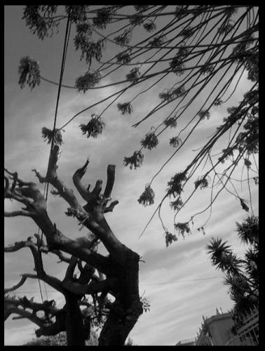 Fotografia de MenosNueve - Galeria Fotografica: Naturaleza Gris - Foto: Fantasias..