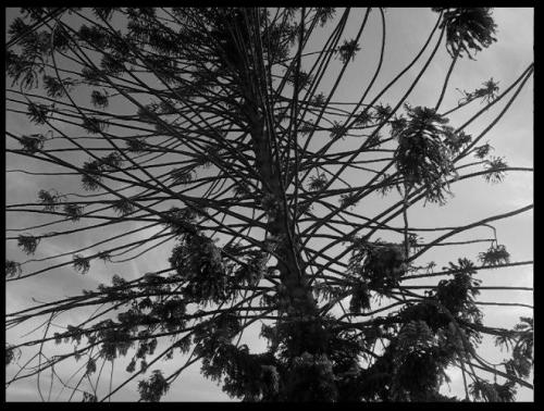 Fotografia de MenosNueve - Galeria Fotografica: Naturaleza Gris - Foto: Entre el cielo